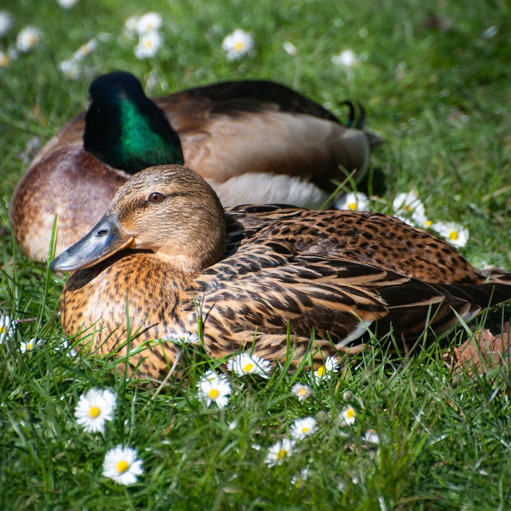 Two Ducks Mallards Birds Sleeping In Daisy Flower Garden Whatsapp Dp Image