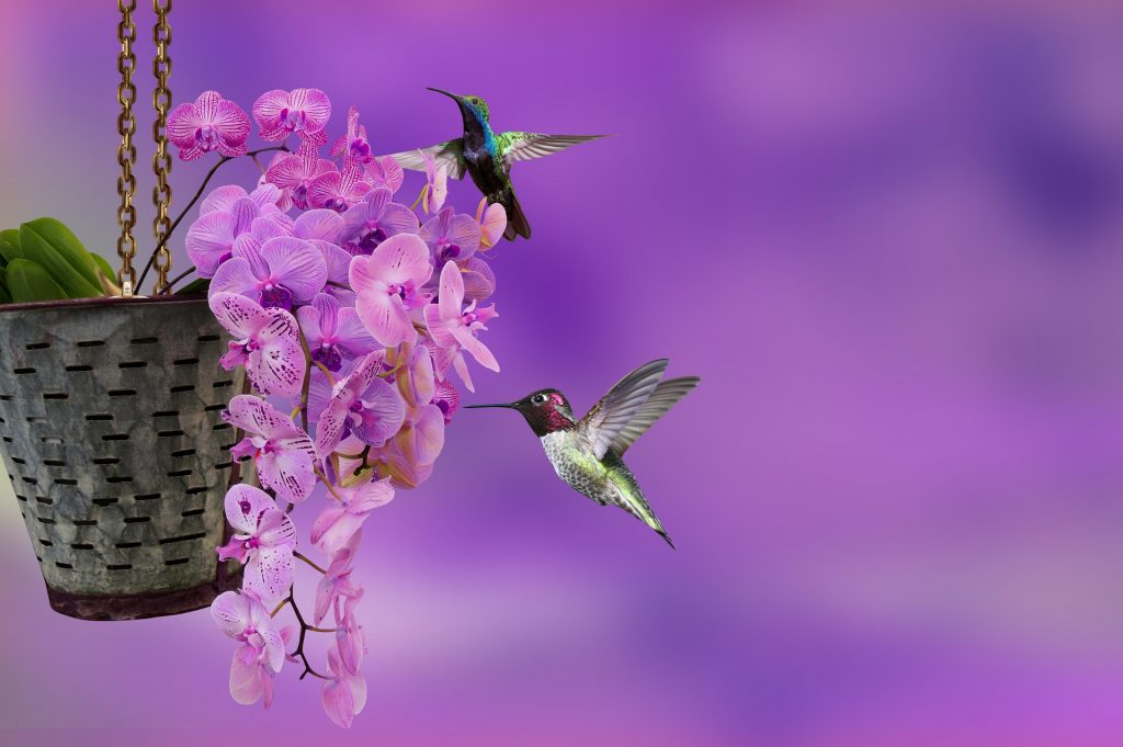 Two Small Birds Eating Orchid Flower Whatsapp Dp Image