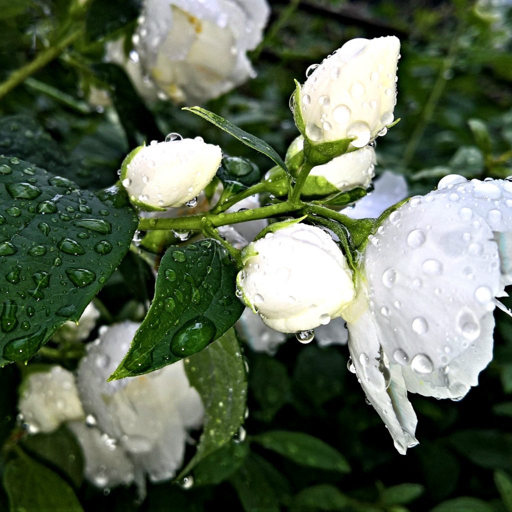 Water Drops On Jasmine Flower Whatsapp Dp Image