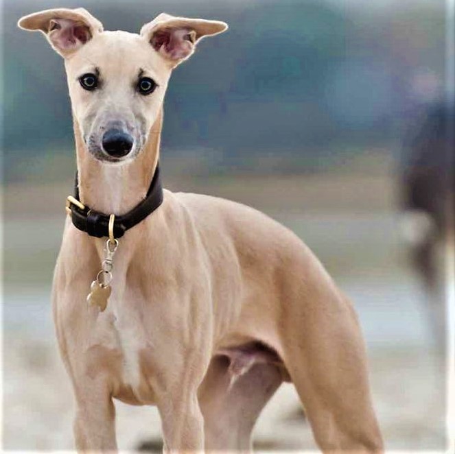 Whippet Breed Dog Whatsapp Dp Image 