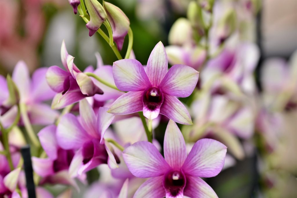 White And Purple Orchid Flower Whatsapp Dp Image