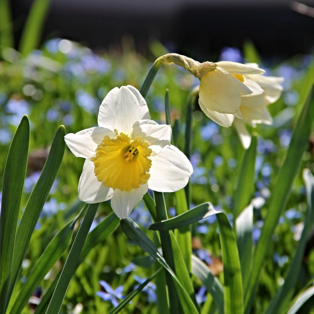 White Daffodil Flower Whatsapp Dp Image