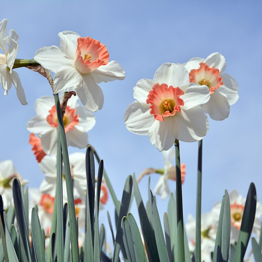 White Daffodils Flower Bush Whatsapp Dp Image