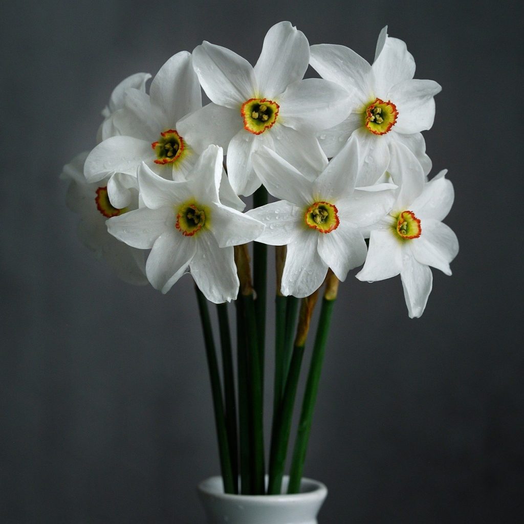 White Daffodils Flower TREE In Cup Whatsapp Dp Image
