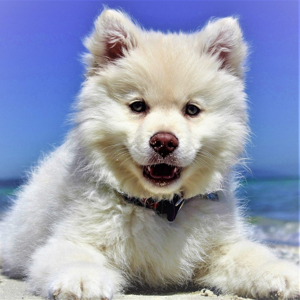 White Dog Puppy Sitting Beach Whatsapp Dp Image 
