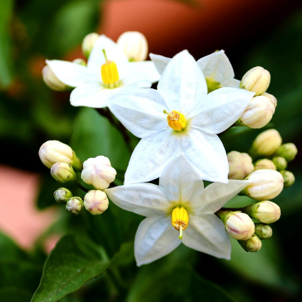 White Gardnia Jasmine Flower Whatsapp Dp Image