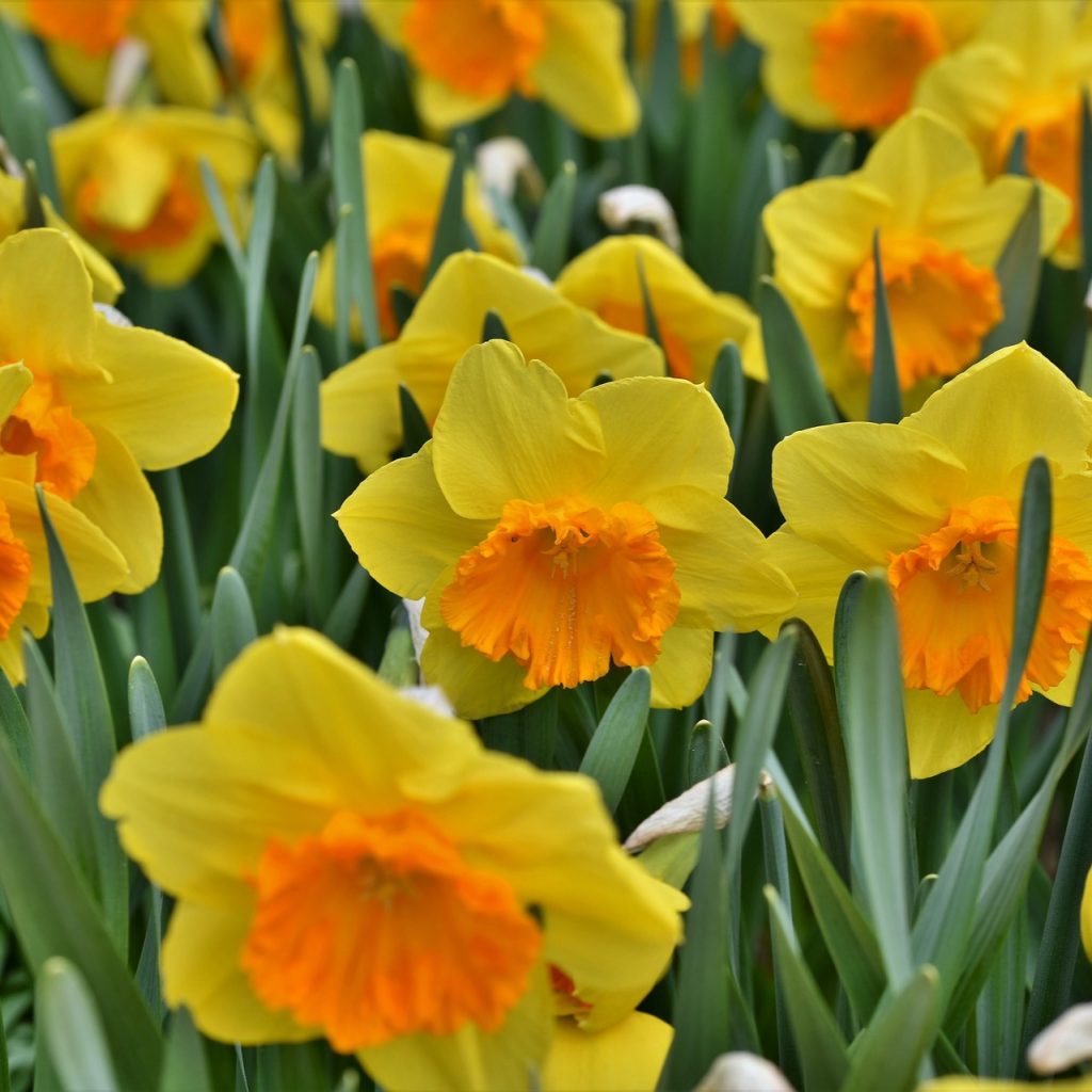 Yellow And Red Daffodils Flower Whatsapp Dp Image