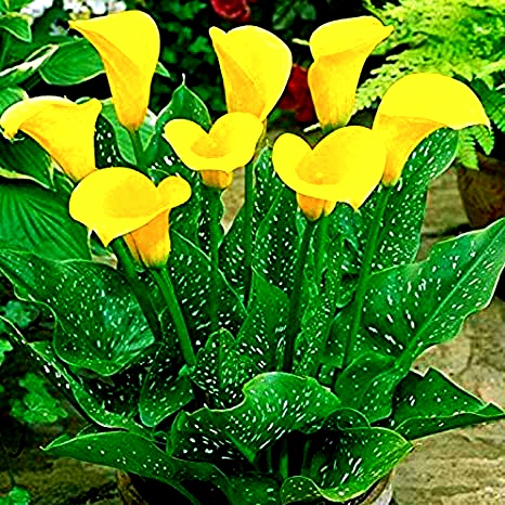Yellow Arum Lily Flower Whatsapp Dp Image