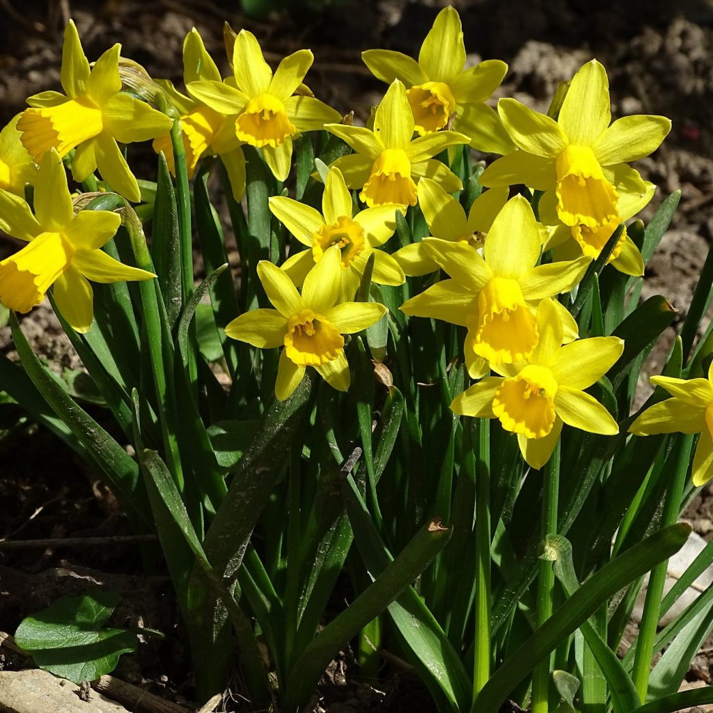 Yellow Daffodils Flower Bush Whatsapp Dp Image