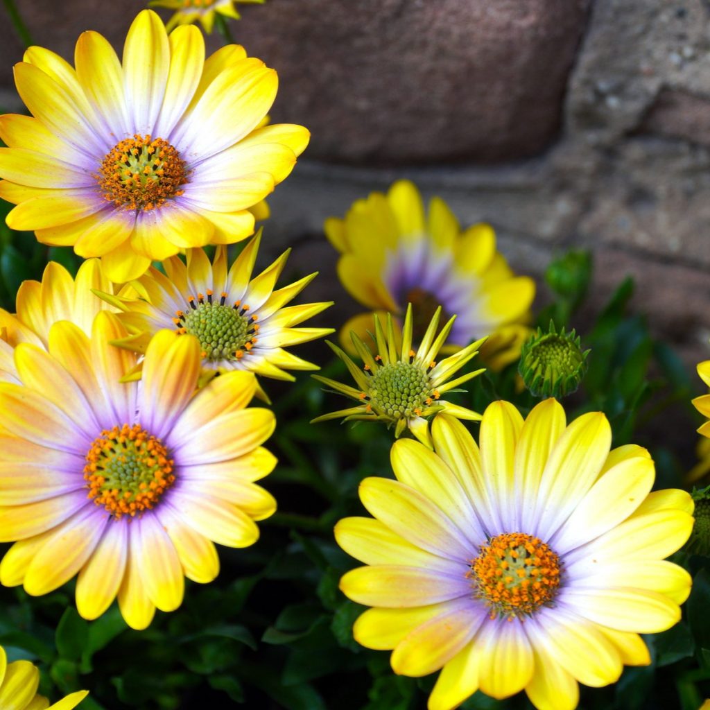 Yellow Daisy FlowerPetals Whatsapp Dp Image