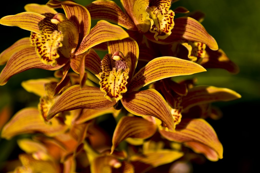 Yellow Orchid Flower Whatsapp Dp Image
