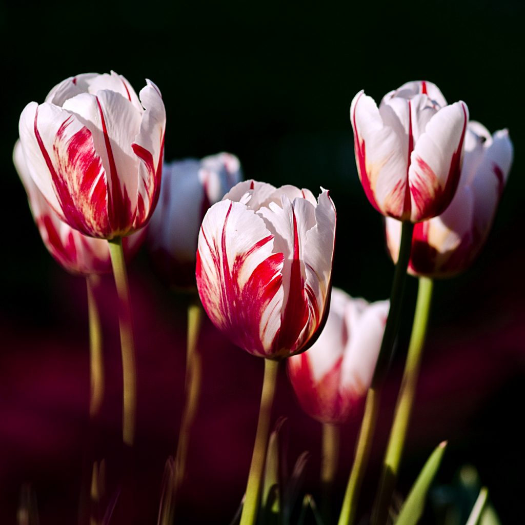 beautiful pink tulip flower image