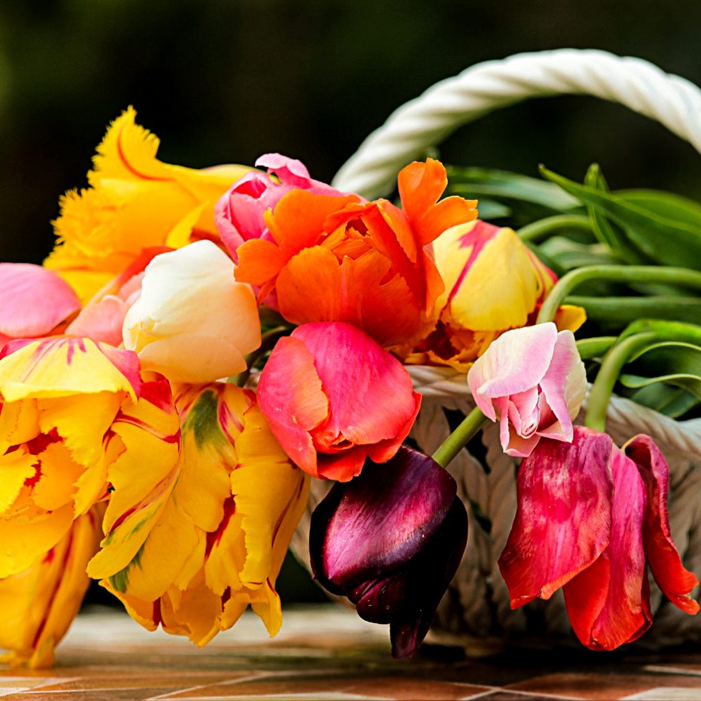 beautiful tulips flowers image