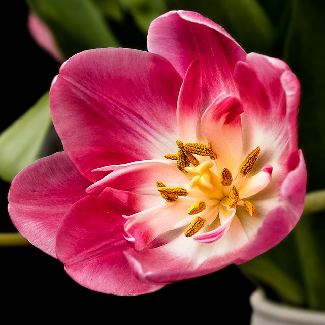 bloom pink tulip flower image