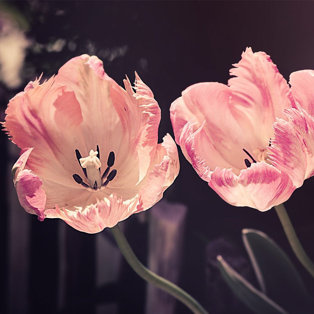 bloom tulip flower image