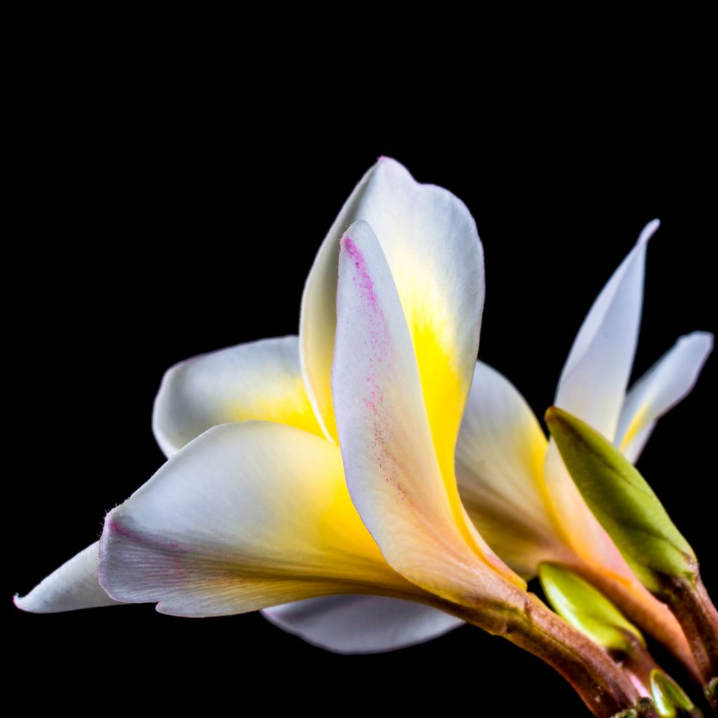blossom white champak flower image