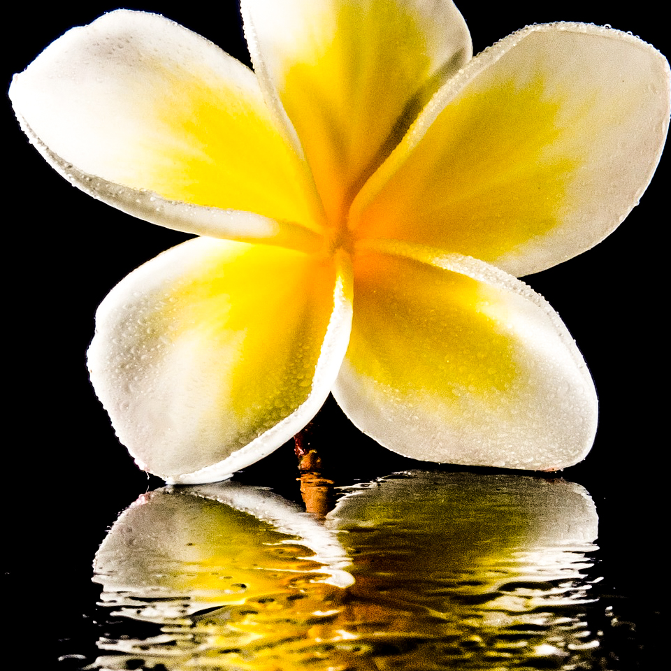blossom yellow champak flower image