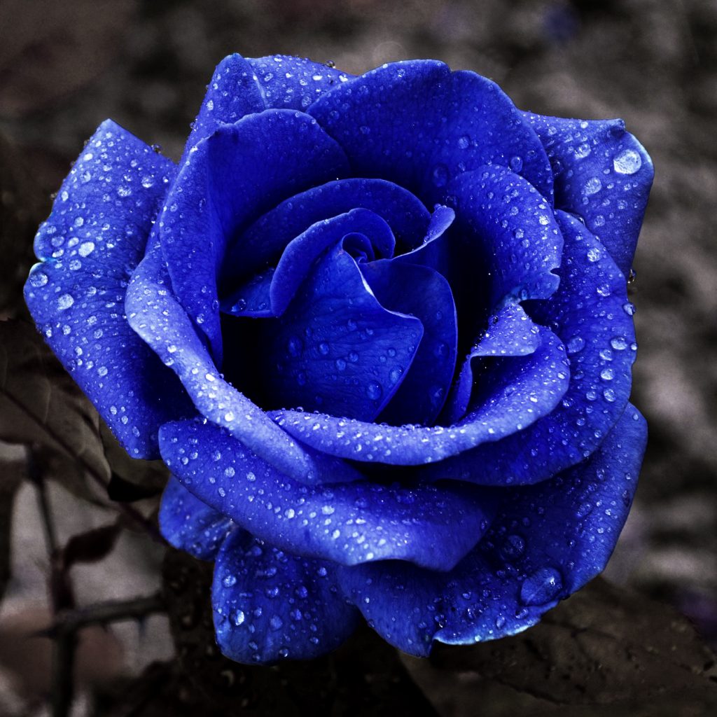 blue rose flower image