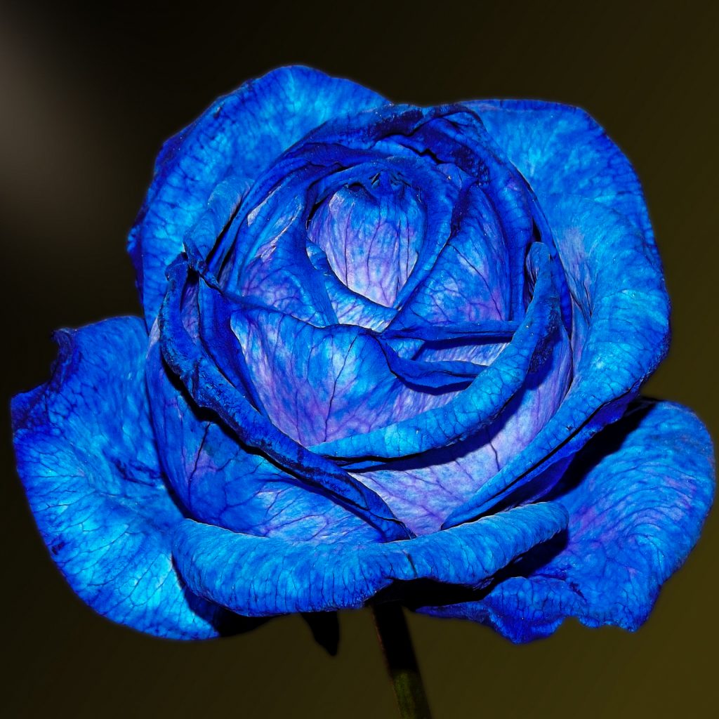 blue rose imageblue rose image