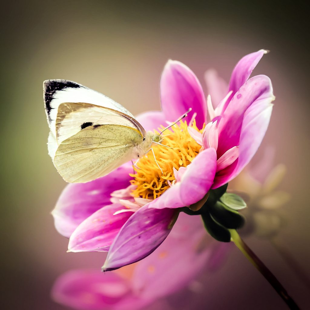 butterfly dahlia flower image