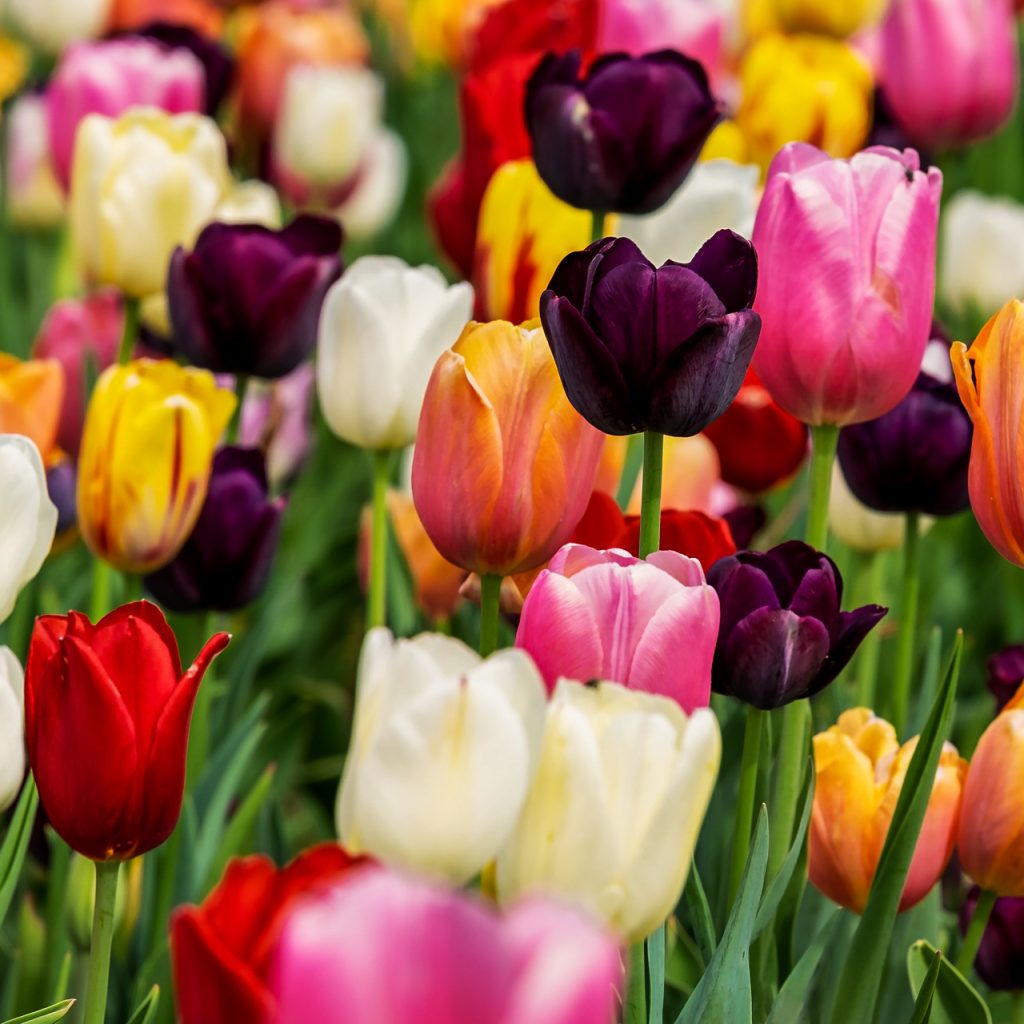colourful tulips flowers garden image