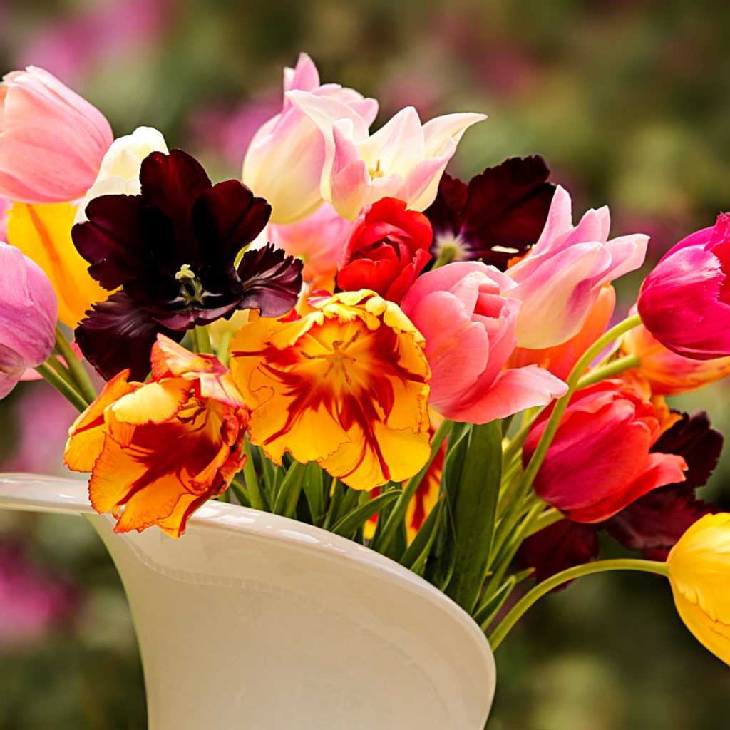 colourful tulips flowers image
