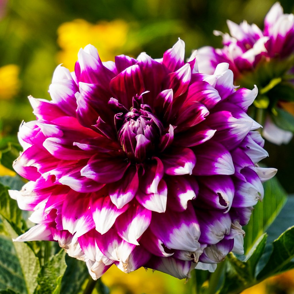 dahlia beautiful flower image
