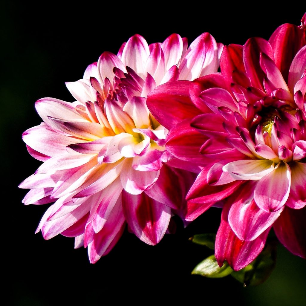 dahlia beautiful flower image 