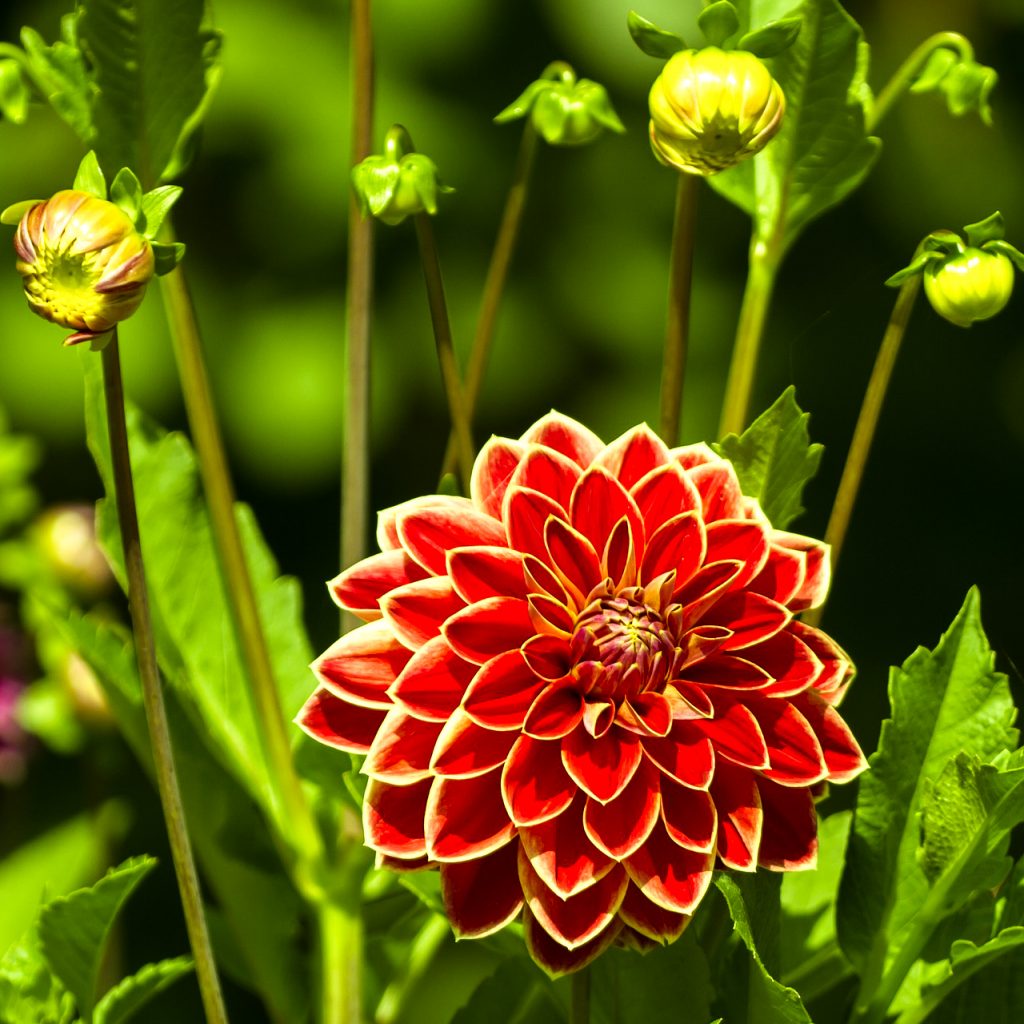 dahlia bloom flower image