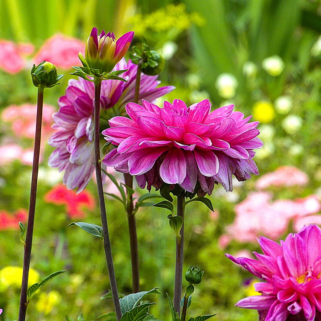 dahlia flower garden image