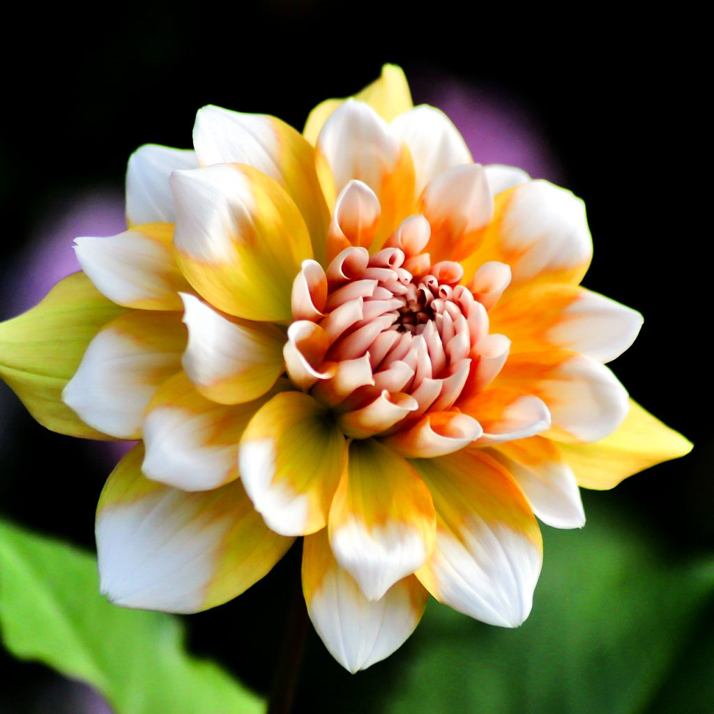 dahlia flower image