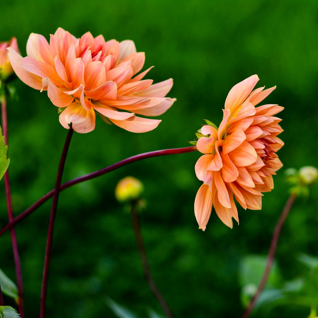 dahlia flower image
