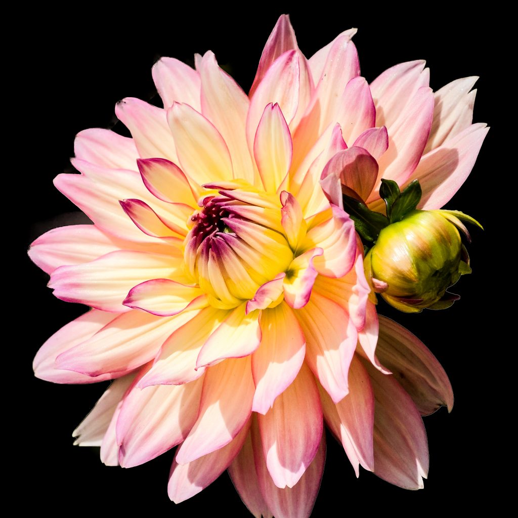 dahlia flower image 