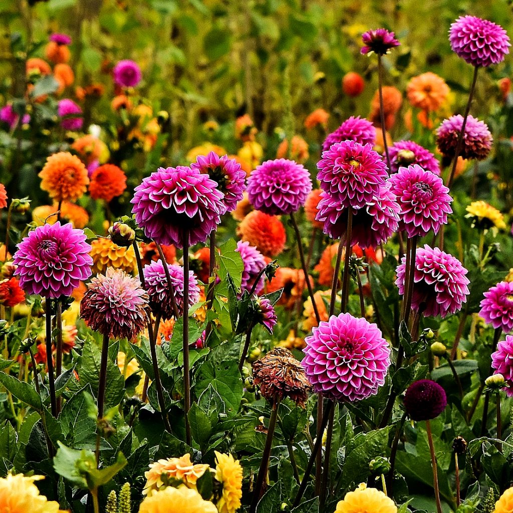 dahlia flowers garden image