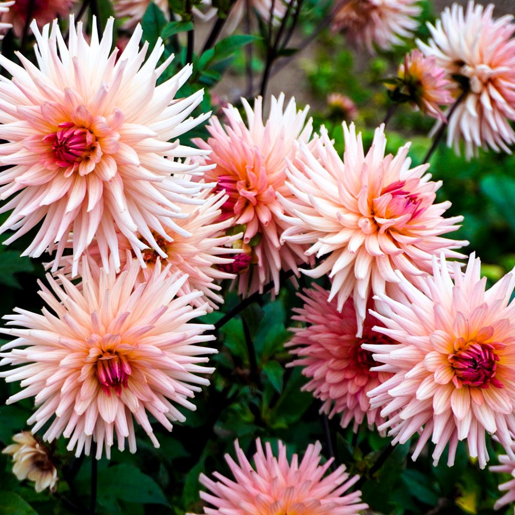 dahlia flowers garden image