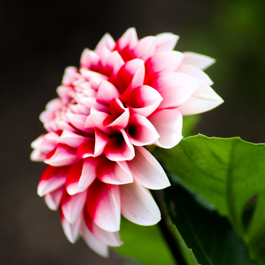 dahlia pink flower image