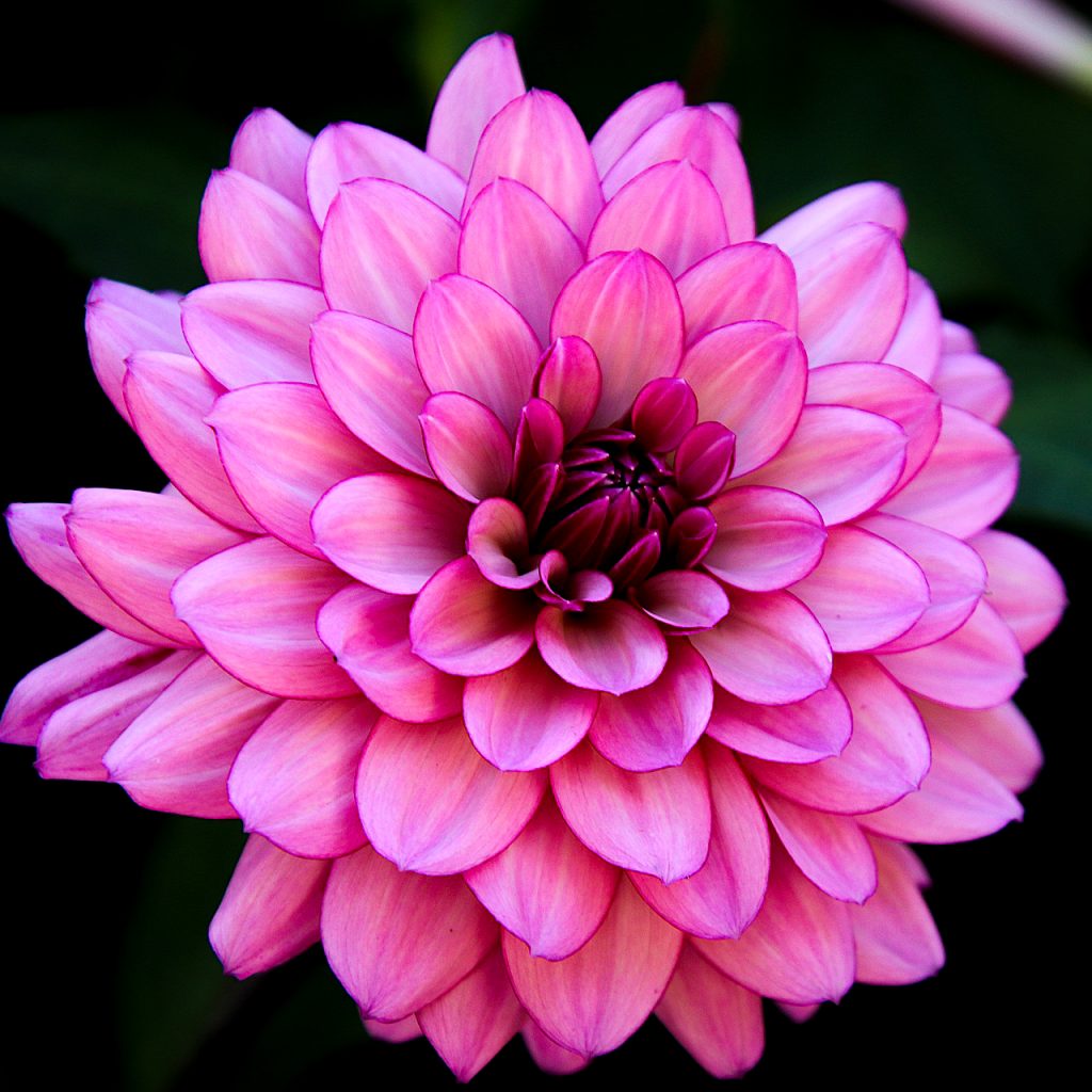 dahlia pink flower image 