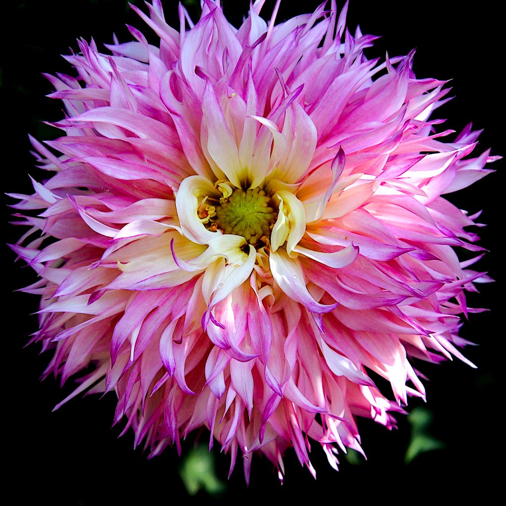 dahlia purple flower image 