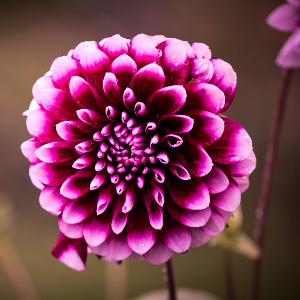 dahlia purple flower image 