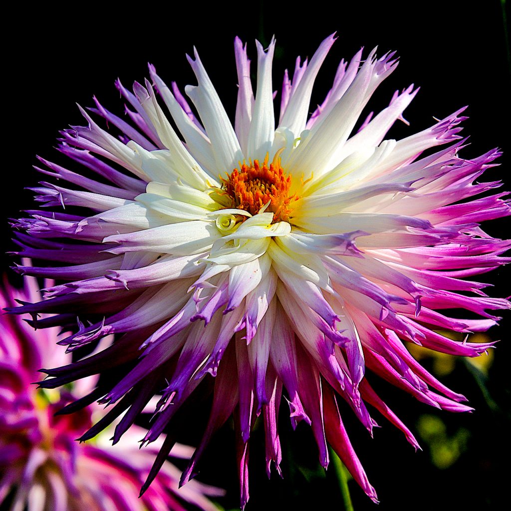 dahlia purple white flower image