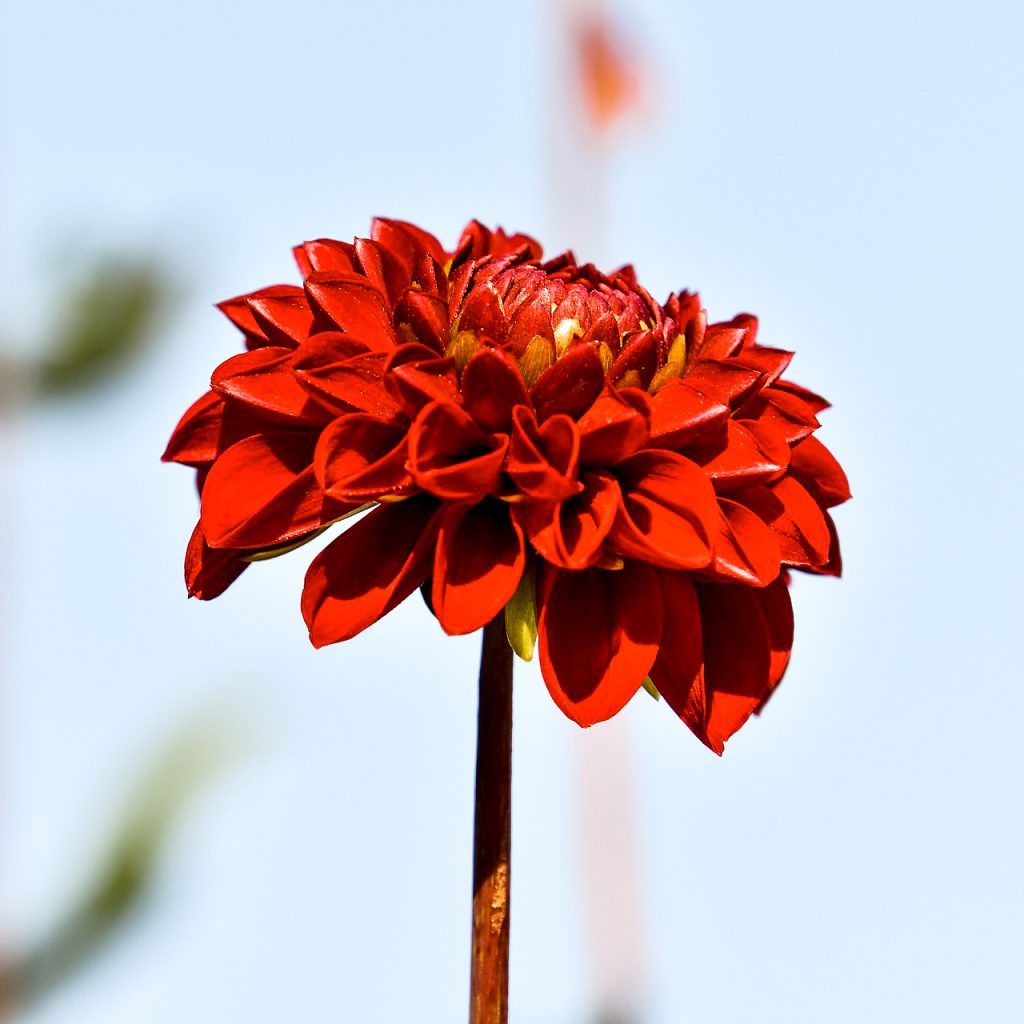 dahlia red flower image