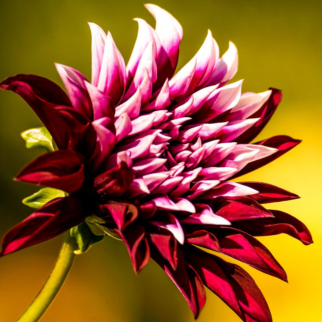 dahlia red pink flower image