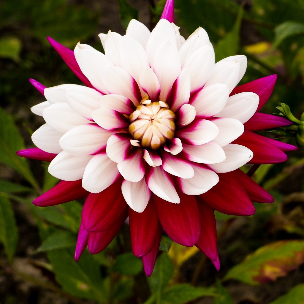 dahlia red white flower image
