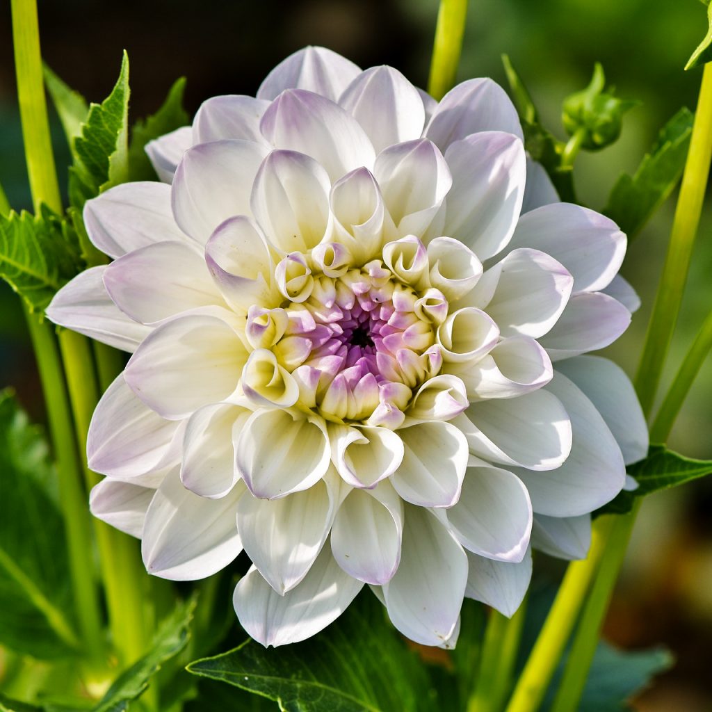 dahlia white flower image