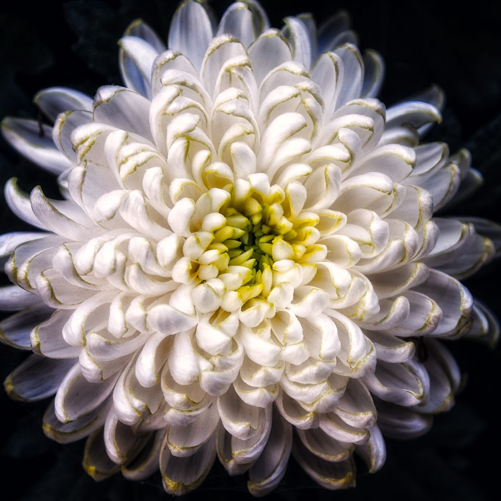dahlia white flower image 