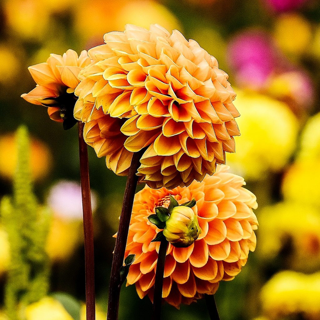 dahlia yellow flower image