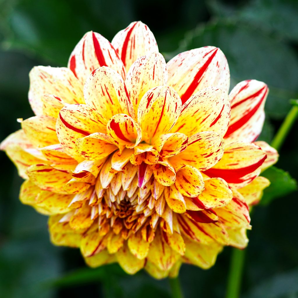 dahlia yellow flower image
