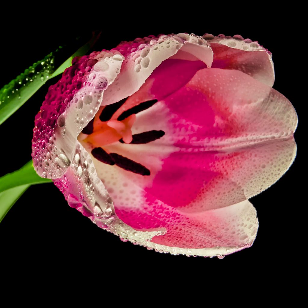 dew pink tulip flower image