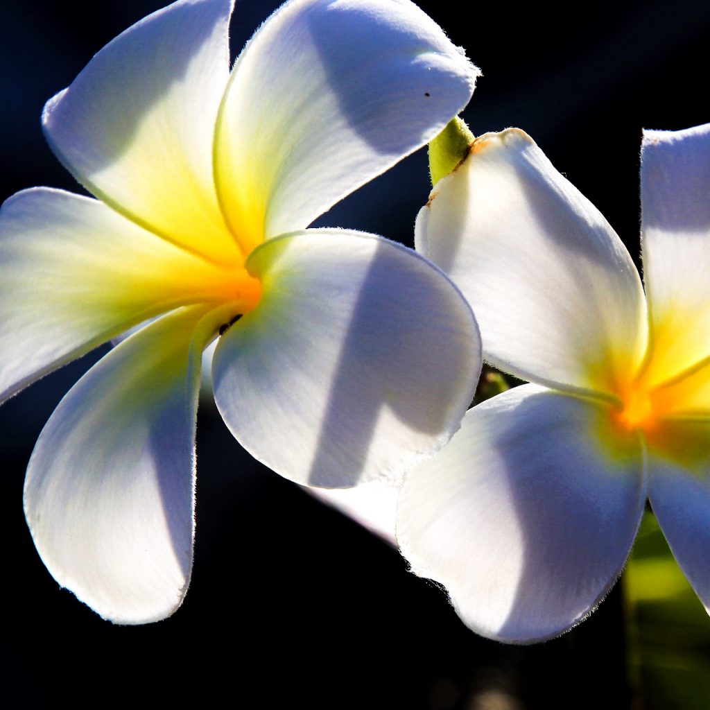 flower white champak image