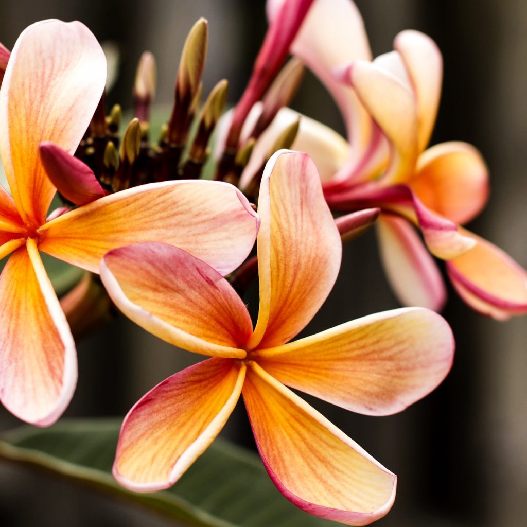 frangipani champak flowers image